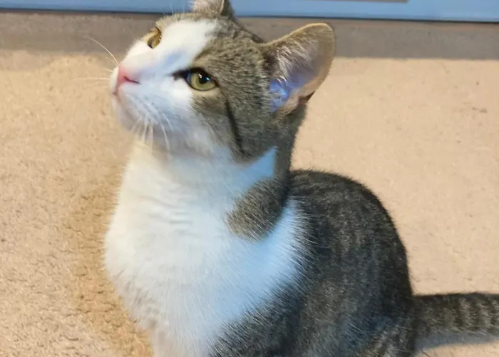 Domcek Miriam Hrabušice